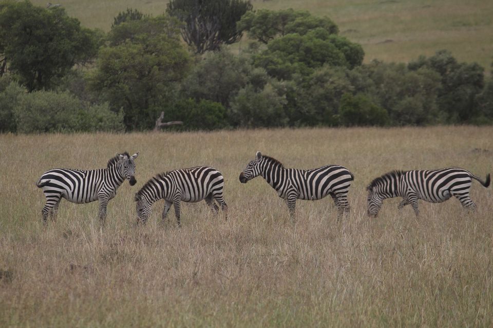 Photo of Masai Mara: More than just a wildlife safari!! by Kaustubh Purohit