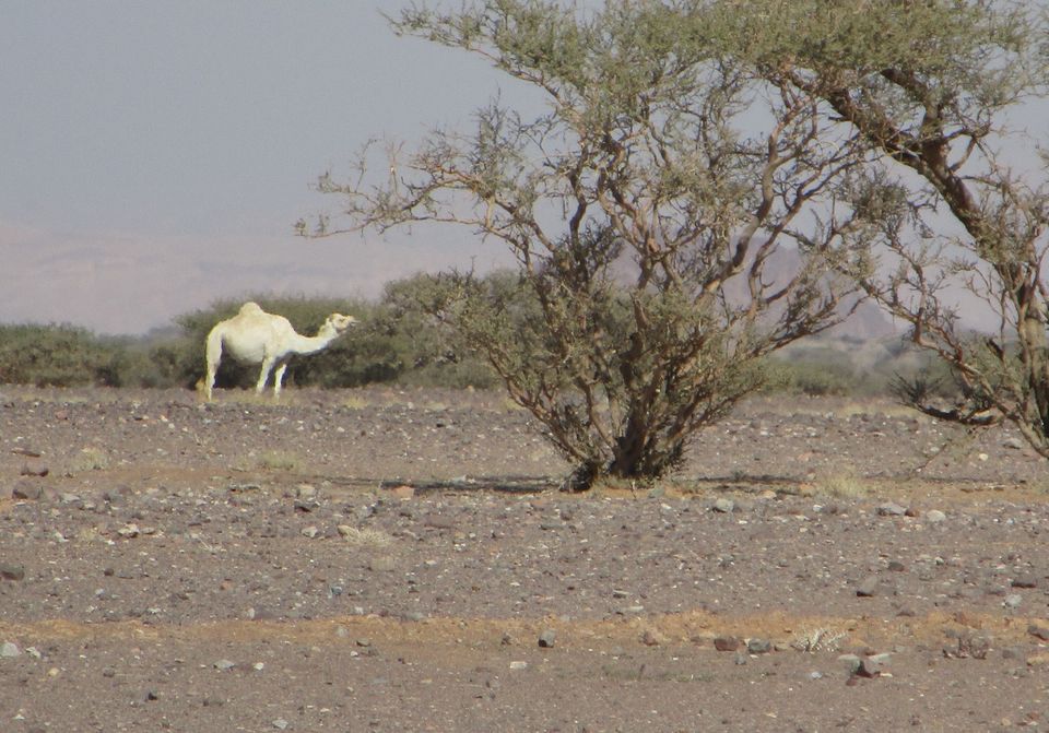 Photo of A Spiritual Adventure - Jordan by MANISHI VERMA