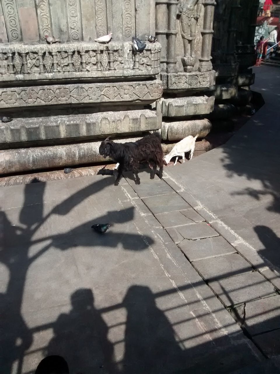 Photo of Kamakhya Temple, Kamakhya, Guwahati, Assam, India by MANISHI VERMA