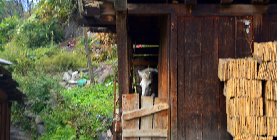 Photo of The Kheerganga Trek – Potpourri of Nature, Culture, and Counter-culture 27/31 by Bawray Banjaray