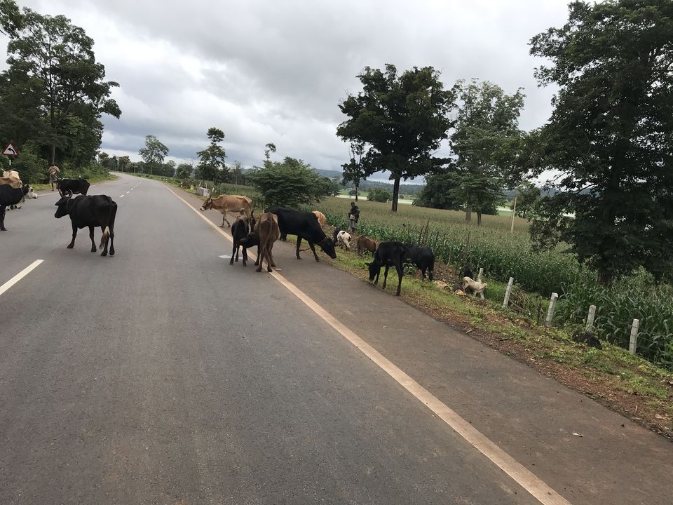 Photo of Shikaripur, Karnataka, India by Nandini Mahadev