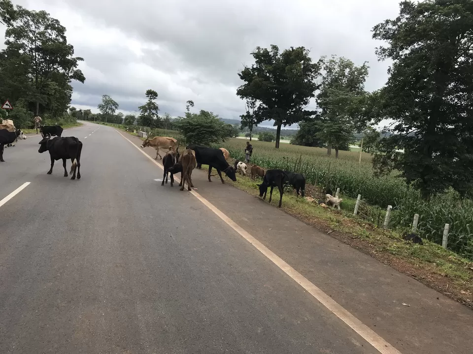Photo of Shikaripur, Karnataka, India by Nandini Mahadev