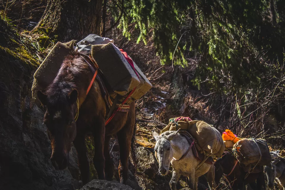 Photo of Kalgha, Sosan, Himachal Pradesh, India by Syed Ishaq