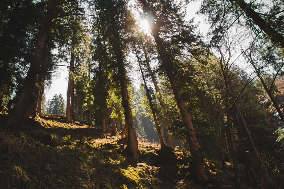 Photo of Kalgha, Sosan, Himachal Pradesh, India by Syed Ishaq