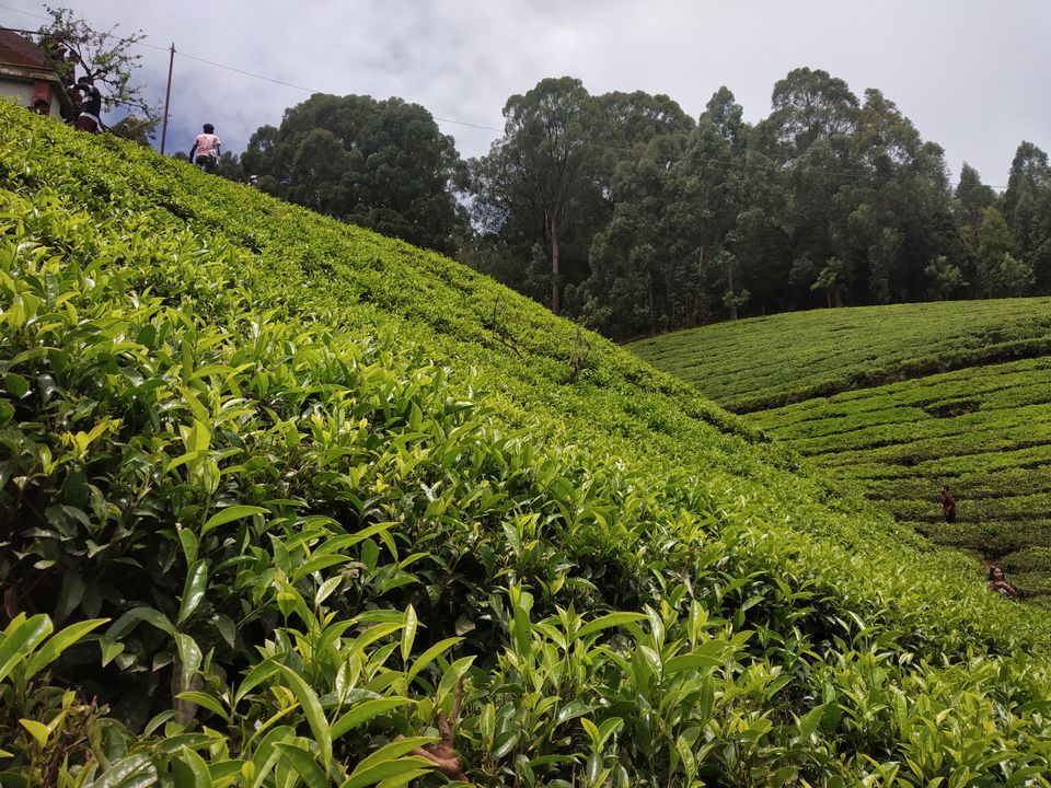 Photo of 3 days into the Nilgiris by Shweta Joshi