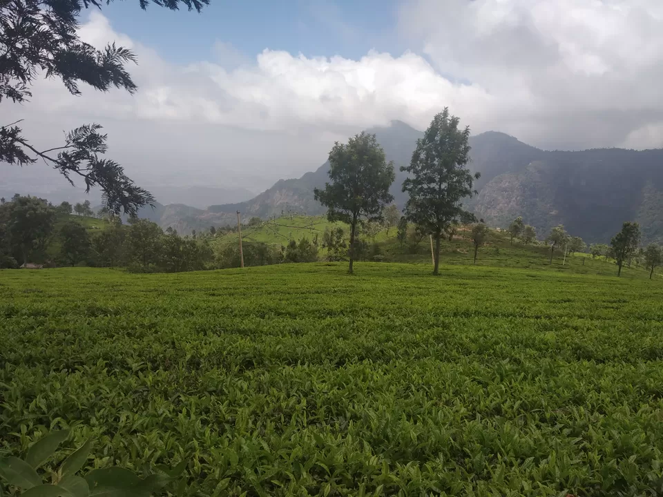 Photo of Coonoor Tea Estate, Coonoor, Tamil Nadu, India by Shweta Joshi
