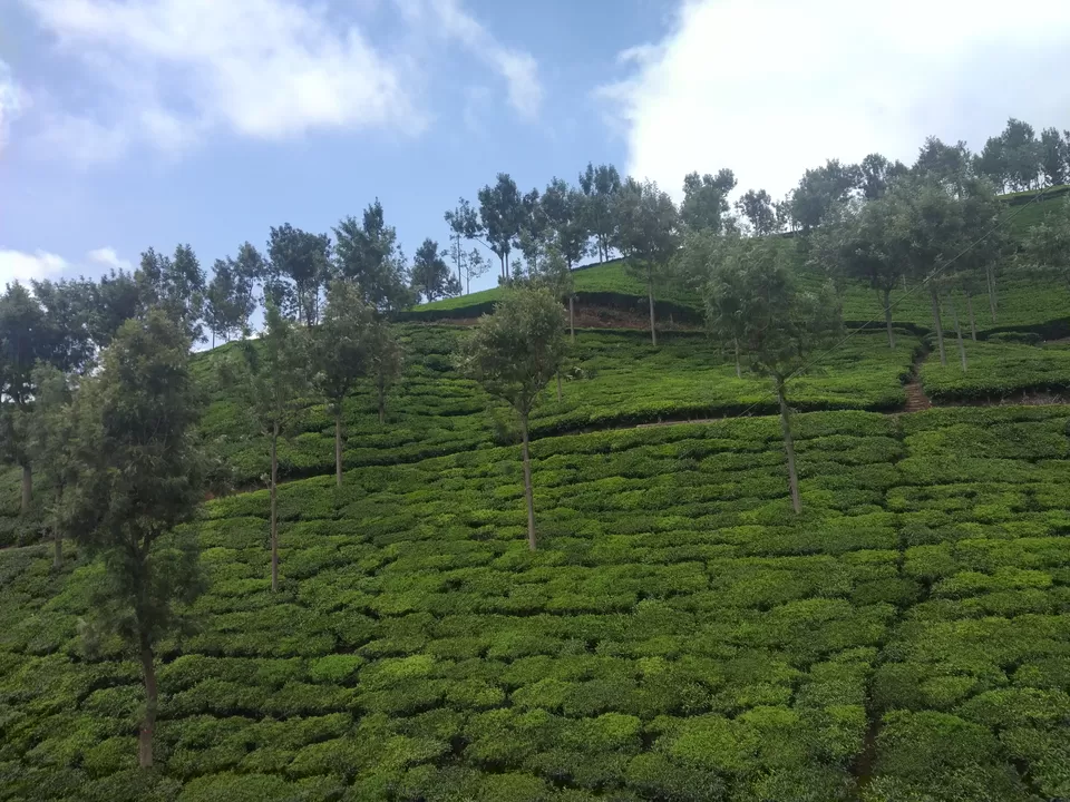 Photo of Coonoor Tea Estate, Coonoor, Tamil Nadu, India by Shweta Joshi