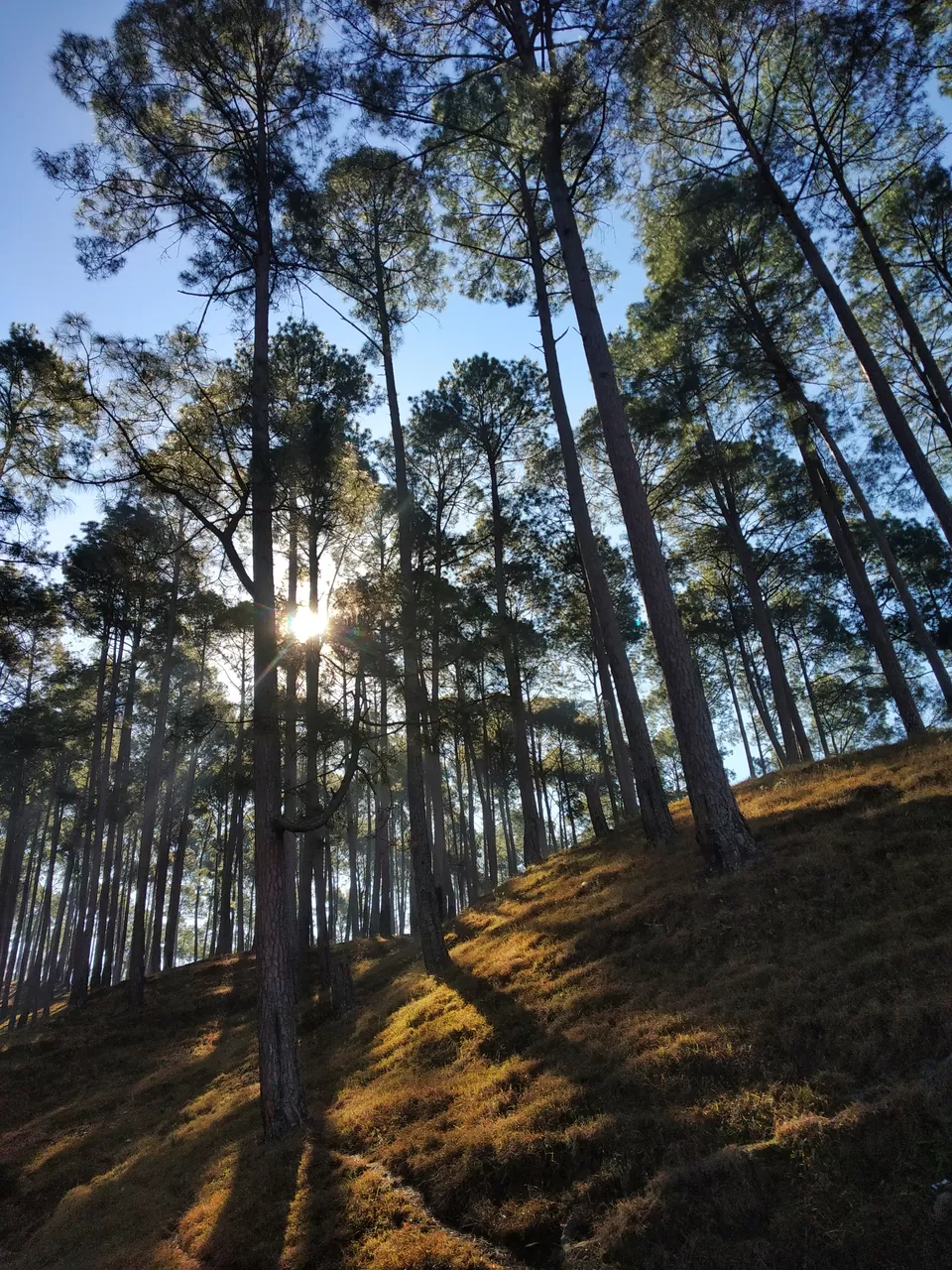 Photo of Chaubatia Garden, Chaubatia, Uttarakhand, India by Shweta Joshi