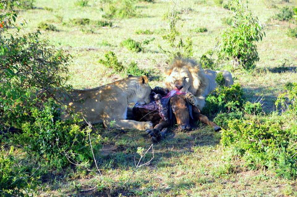 Photo of Masai Mara National Reserve, Kenya by Amulya