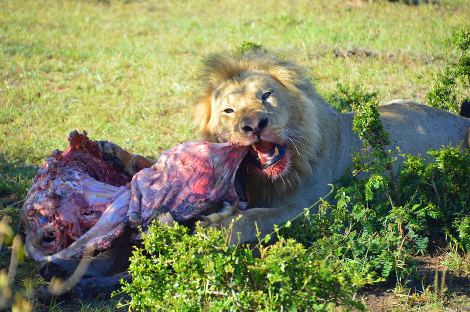 Photo of Masai Mara National Reserve, Kenya by Amulya
