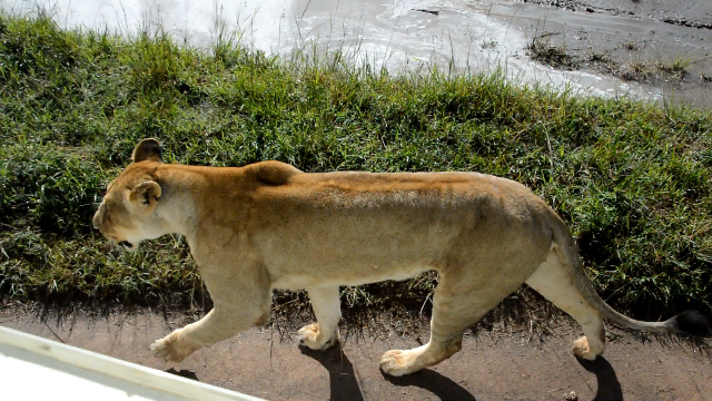 Photo of Masai Mara National Reserve, Kenya by Amulya