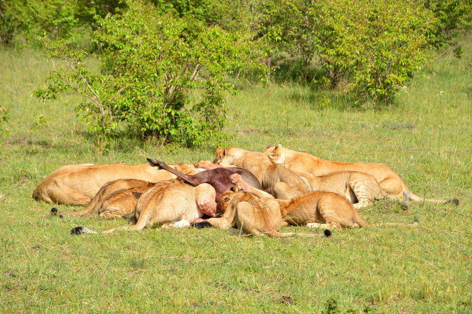 Photo of Masai Mara National Reserve, Kenya by Amulya