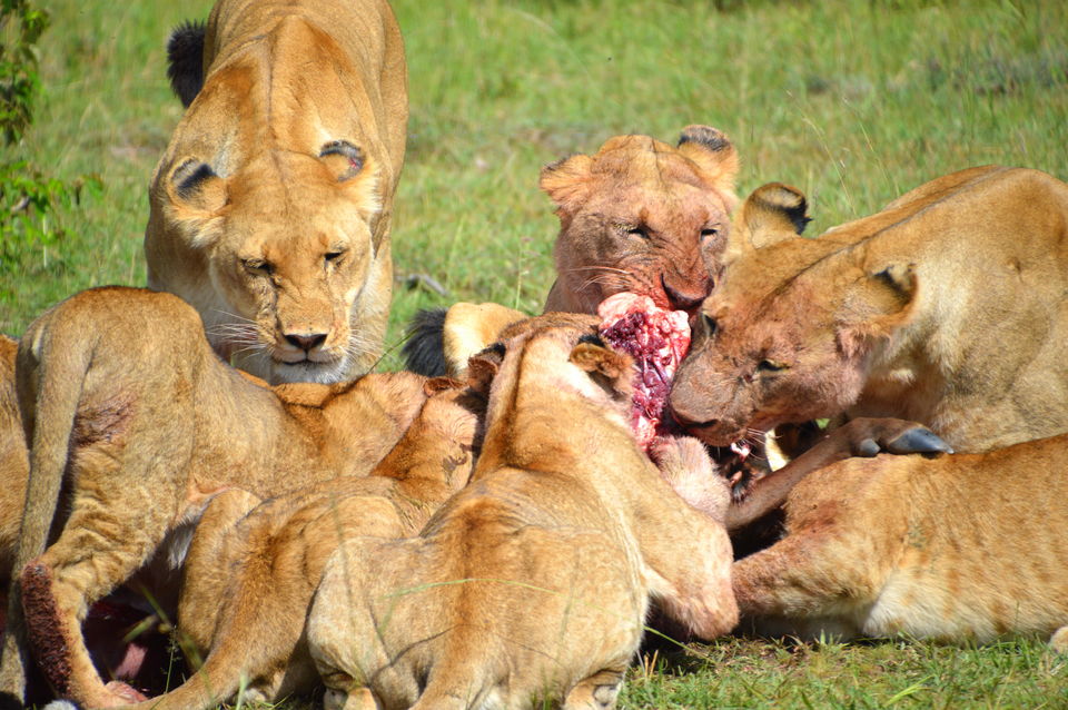 Photo of Exploring Wildlife in Masai Mara, Kenya by Amulya