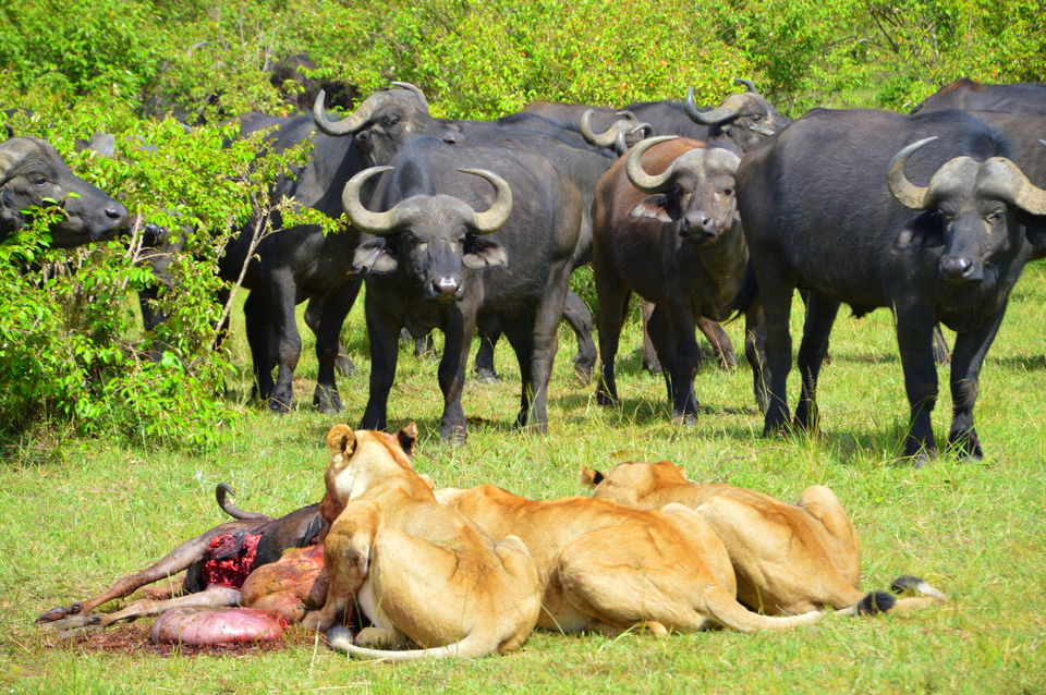 Photo of Masai Mara National Reserve, Kenya by Amulya