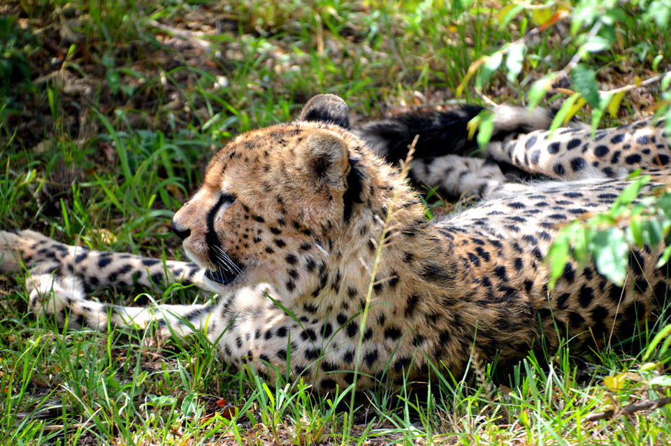 Photo of Masai Mara National Reserve, Kenya by Amulya