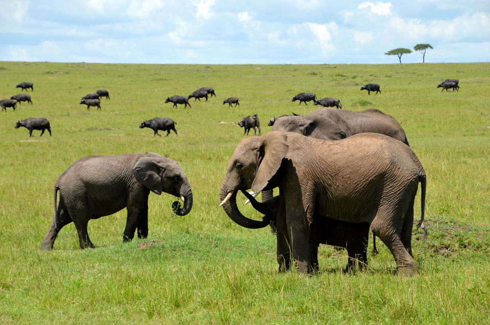 Photo of Masai Mara National Reserve, Kenya by Amulya