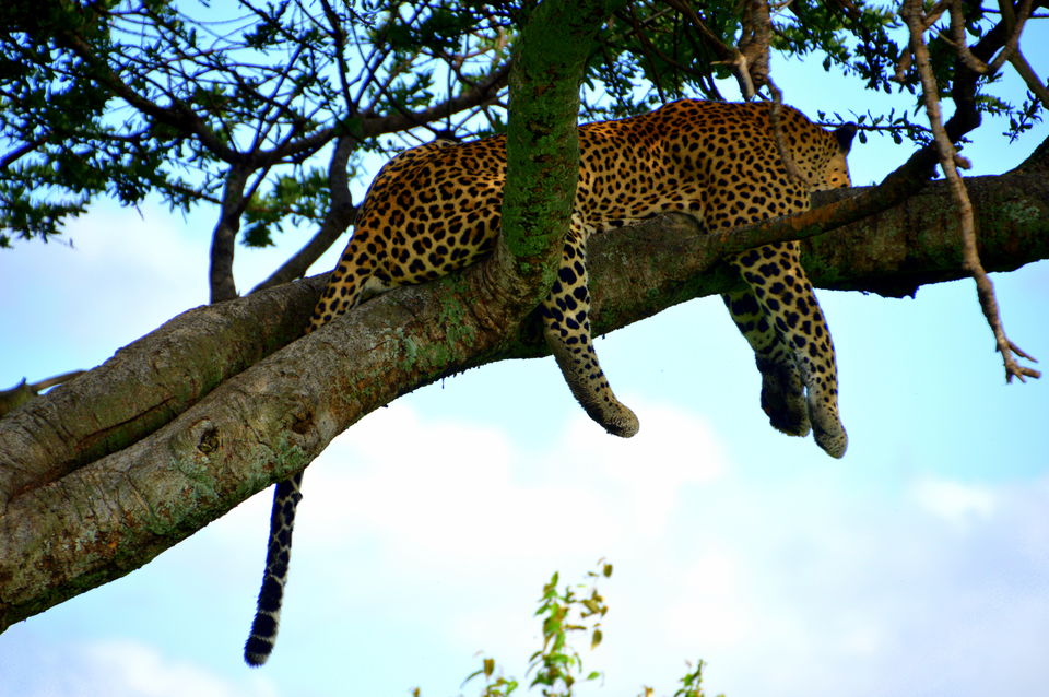 Photo of Masai Mara National Reserve, Kenya by Amulya