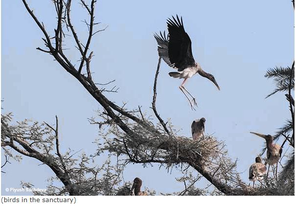 Photo of Bharatpur Bird Sanctuary 6/12 by A Mango Traveler