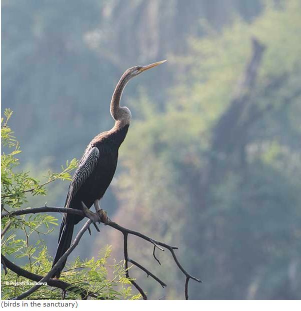 Photo of Bharatpur Bird Sanctuary 7/12 by A Mango Traveler
