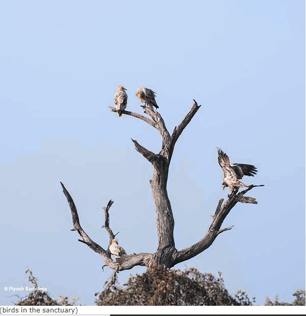 Photo of Bharatpur Bird Sanctuary 8/12 by A Mango Traveler