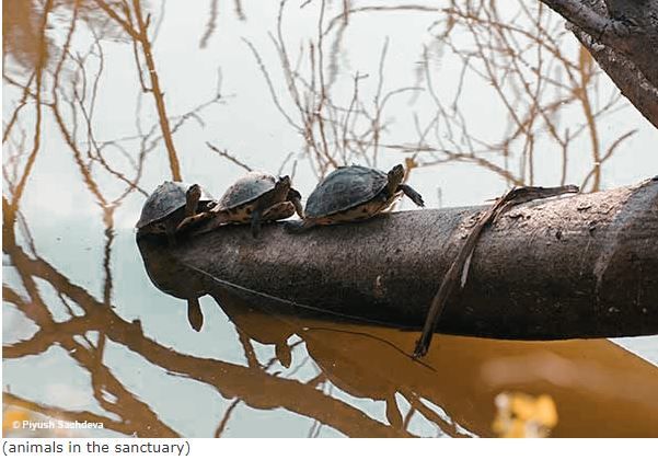 Photo of Bharatpur Bird Sanctuary 9/12 by A Mango Traveler