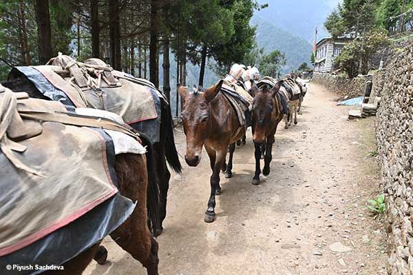 Photo of Lukla to Phakding | Mount Everest Base camp trek | Day 1 15/20 by A Mango Traveler