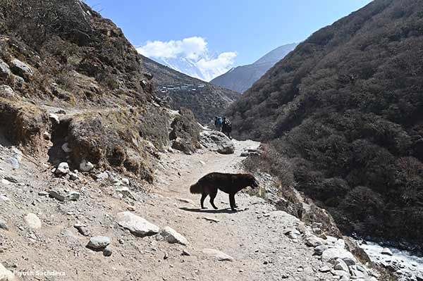 Photo of Pangboche to Dingboche - Mount Everest Base camp trek - Day 6 2/21 by A Mango Traveler