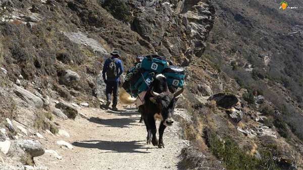 Photo of Pangboche to Dingboche - Mount Everest Base camp trek - Day 6 17/21 by A Mango Traveler
