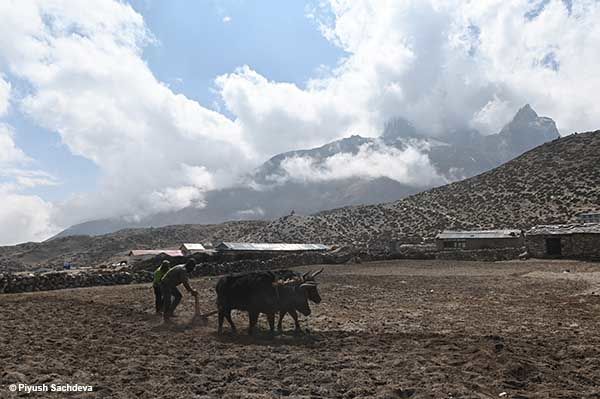 Photo of Pangboche to Dingboche - Mount Everest Base camp trek - Day 6 18/21 by A Mango Traveler