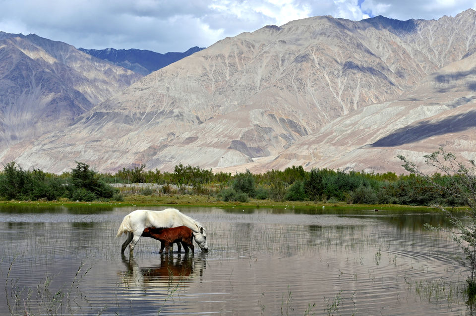 Photo of Khardungla pass & Diskit Monastery, Nubra Valley - Ladakh (Chapter 6) 21/31 by A Mango Traveler