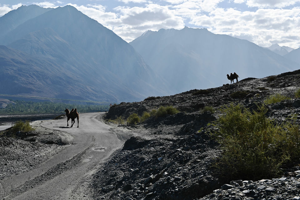 Photo of Pangong Lake - Ladakh Road trip - Chapter 8 4/39 by A Mango Traveler