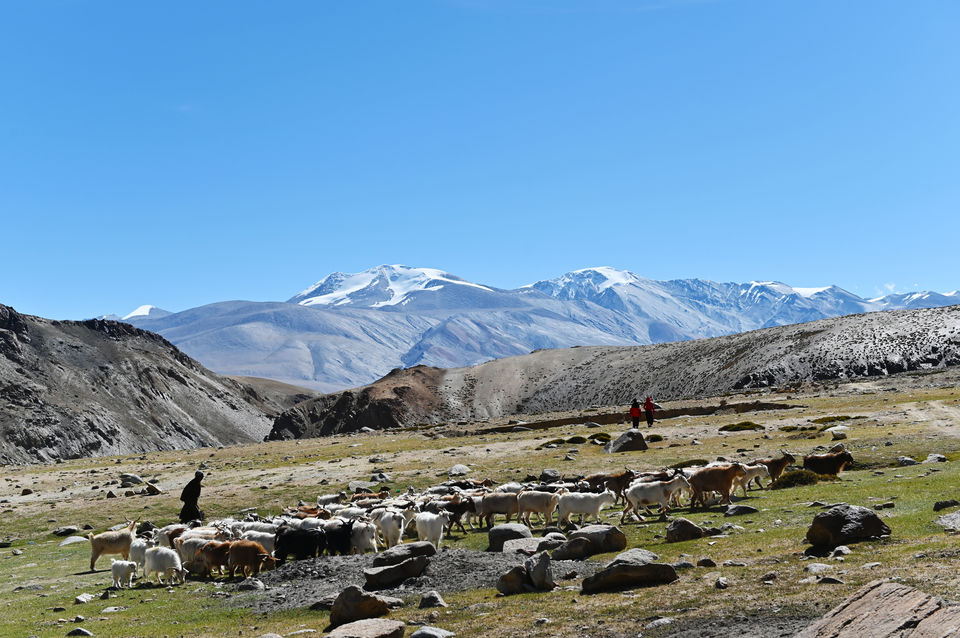 Photo of Tso-moriri lake, Ladakh road trip - Chapter 10 18/40 by A Mango Traveler