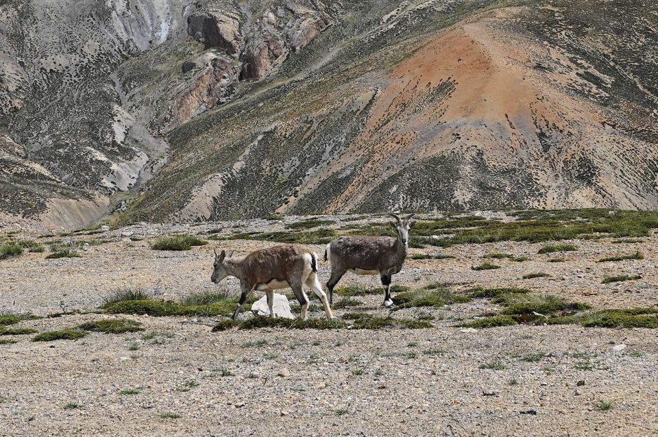 Photo of Sarchu and returning back to home - Chapter 11 11/26 by A Mango Traveler
