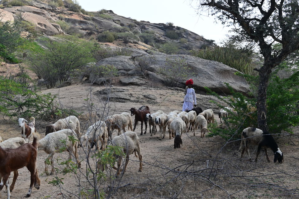 Photo of Experience the Rocky Jungle of Jawai Bandh Leopard Conservation Reserve 23/27 by A Mango Traveler