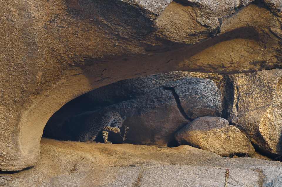 Photo of Experience the Rocky Jungle of Jawai Bandh Leopard Conservation Reserve 17/27 by A Mango Traveler