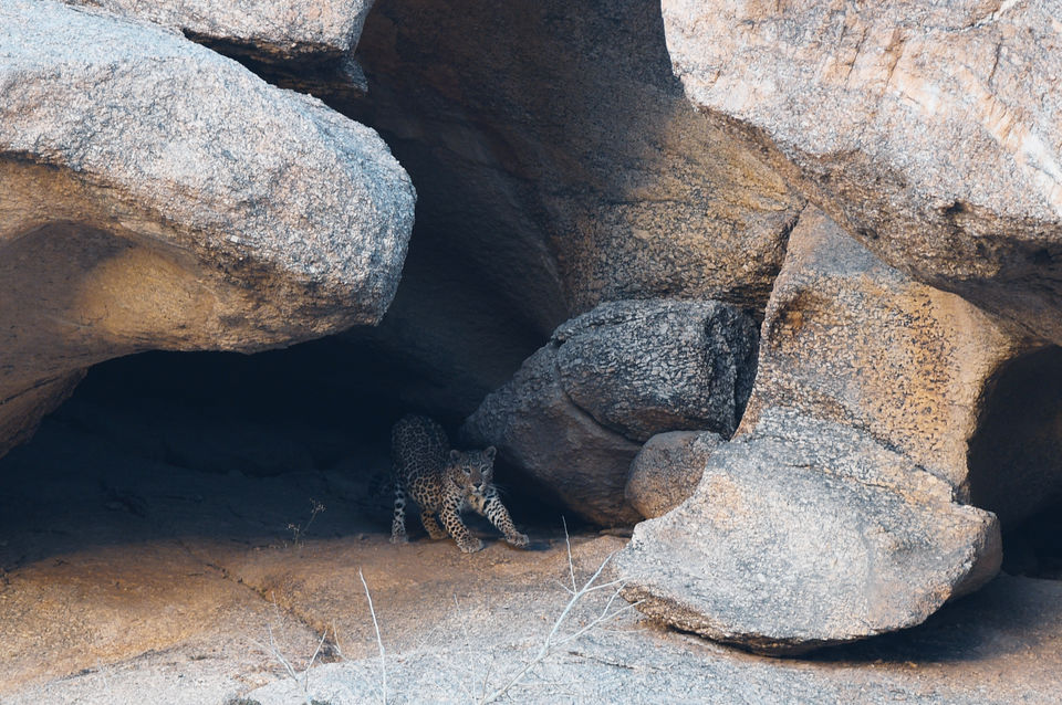 Photo of Experience the Rocky Jungle of Jawai Bandh Leopard Conservation Reserve 18/27 by A Mango Traveler