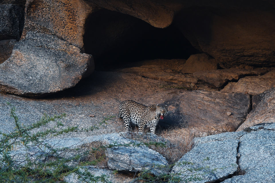 Photo of Experience the Rocky Jungle of Jawai Bandh Leopard Conservation Reserve 19/27 by A Mango Traveler