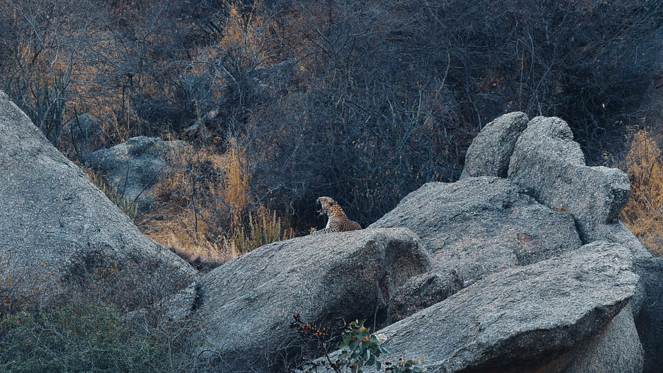 Photo of Experience the Rocky Jungle of Jawai Bandh Leopard Conservation Reserve 6/27 by A Mango Traveler
