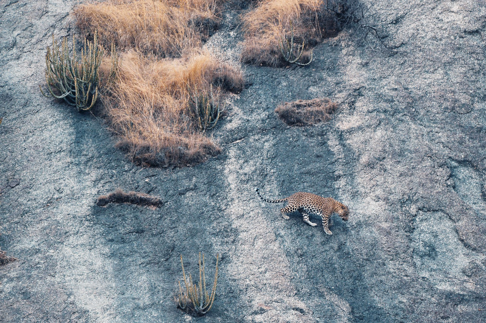 Photo of Experience the Rocky Jungle of Jawai Bandh Leopard Conservation Reserve 7/27 by A Mango Traveler