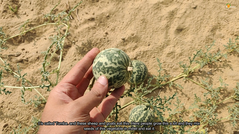 Photo of The raw desert of village Khuri, Jaisalmer 6/15 by A Mango Traveler