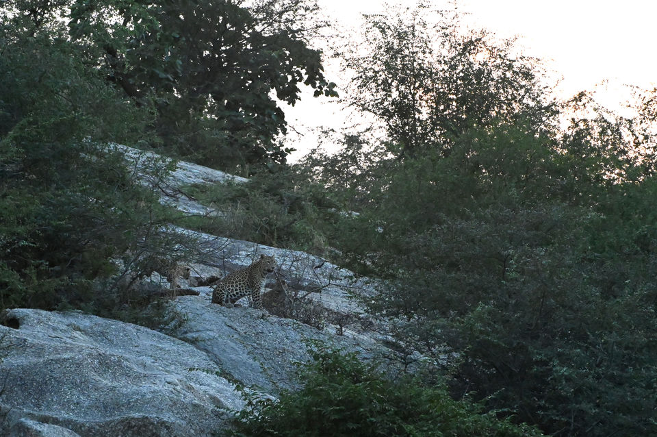 Photo of Leopards of Jawai Bandh (Bera), Rajasthan 2/11 by A Mango Traveler