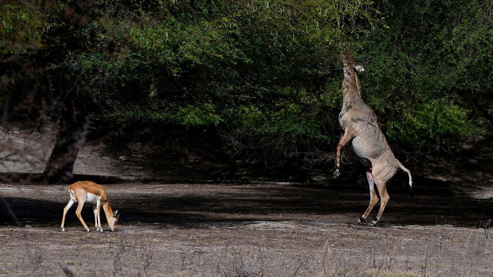 Photo of Leopards of Jawai Bandh (Bera), Rajasthan 3/11 by A Mango Traveler