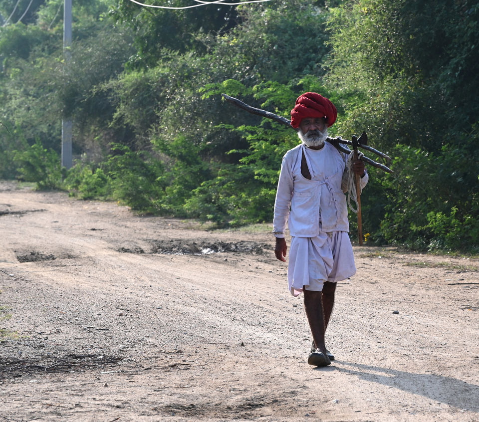 Photo of Leopards of Jawai Bandh (Bera), Rajasthan 9/11 by A Mango Traveler