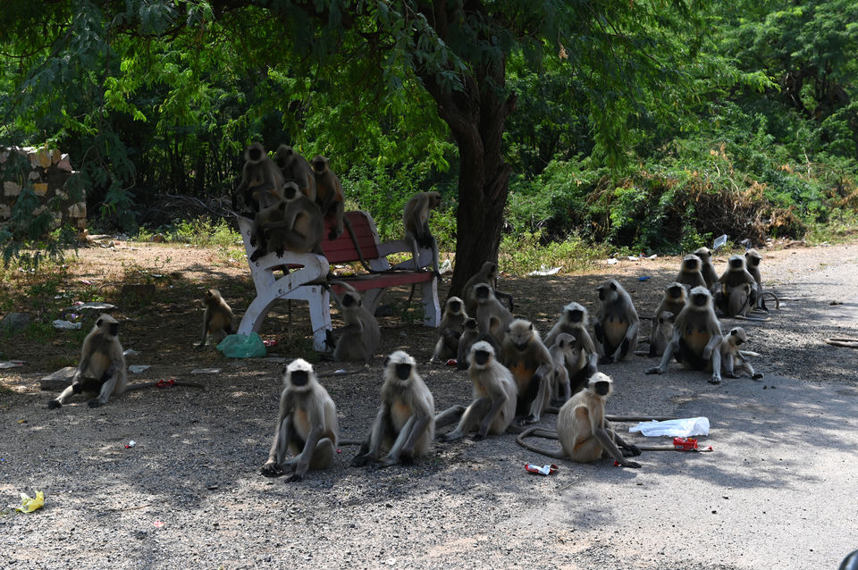 Photo of Leopards of Jawai Bandh (Bera), Rajasthan 5/11 by A Mango Traveler