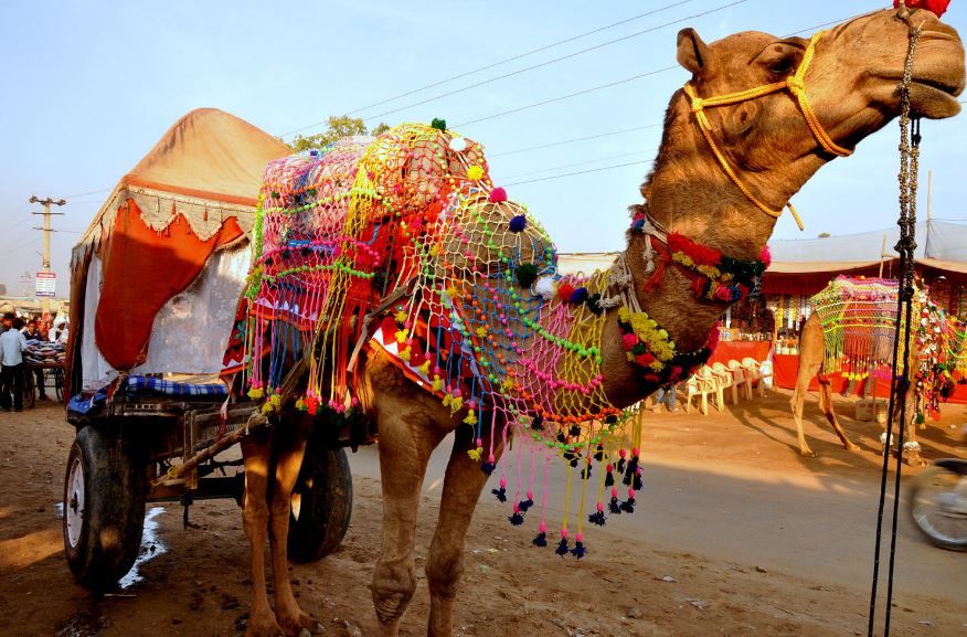 Photo of Pushkar Camel Fair Tour 2019- A Celebration Of Culture And Traditions by State Express
