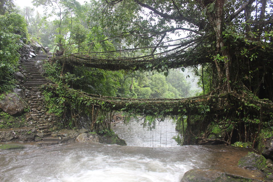 Photo of Living Root Bridges Tyrna, Cherapunji Meghalaya by shubham saini