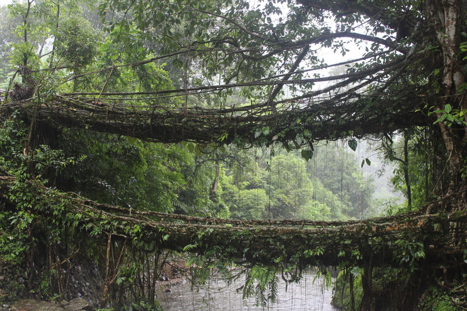 Photo of Living Root Bridges Tyrna, Cherapunji Meghalaya 8/9 by shubham saini