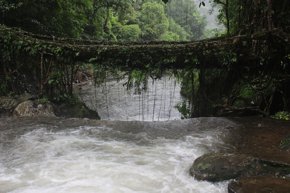 Photo of Living Root Bridges Tyrna, Cherapunji Meghalaya 9/9 by shubham saini