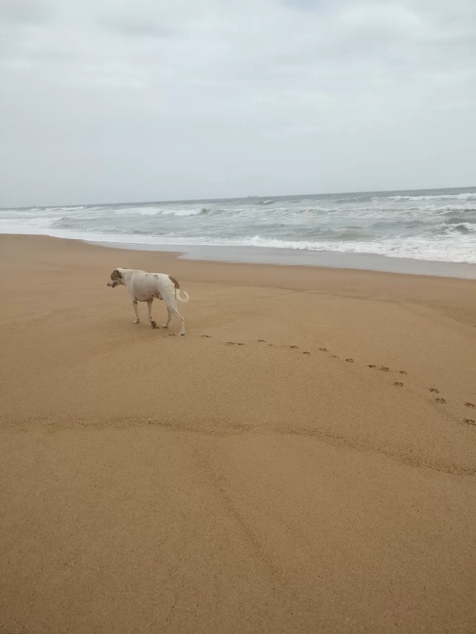 Photo of Candolim Beach, Goa, Candolim, Goa, India by Pooja Paliwal