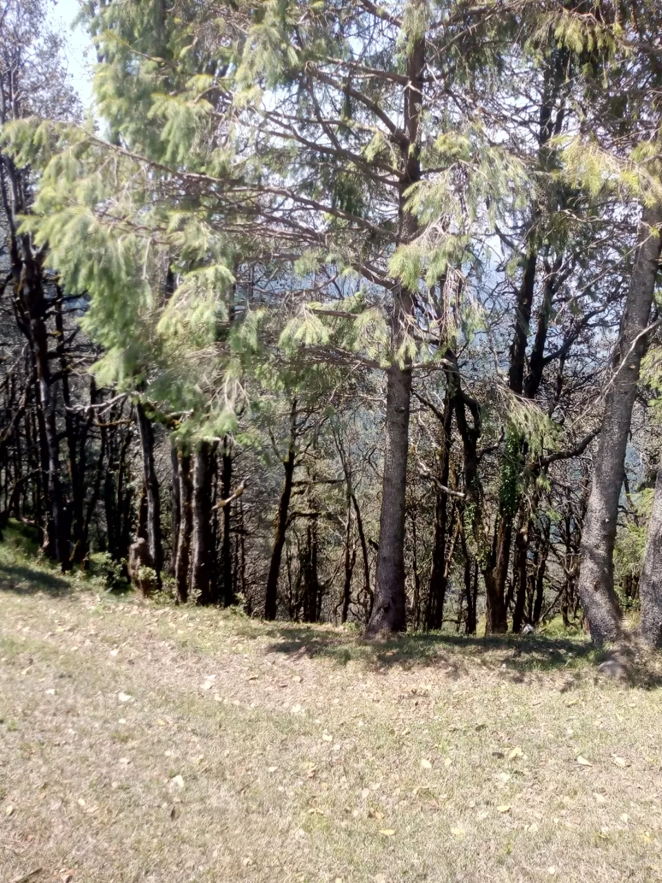 Photo of ਅੰਮ੍ਰਿਤਸਰ ਵਾਲਿਆਂ ਲਈ ਸਭ ਤੋਂ ਨੇੜੇ ਹਿੱਲ ਸਟੇਸ਼ਨ by Pargat Randhawa